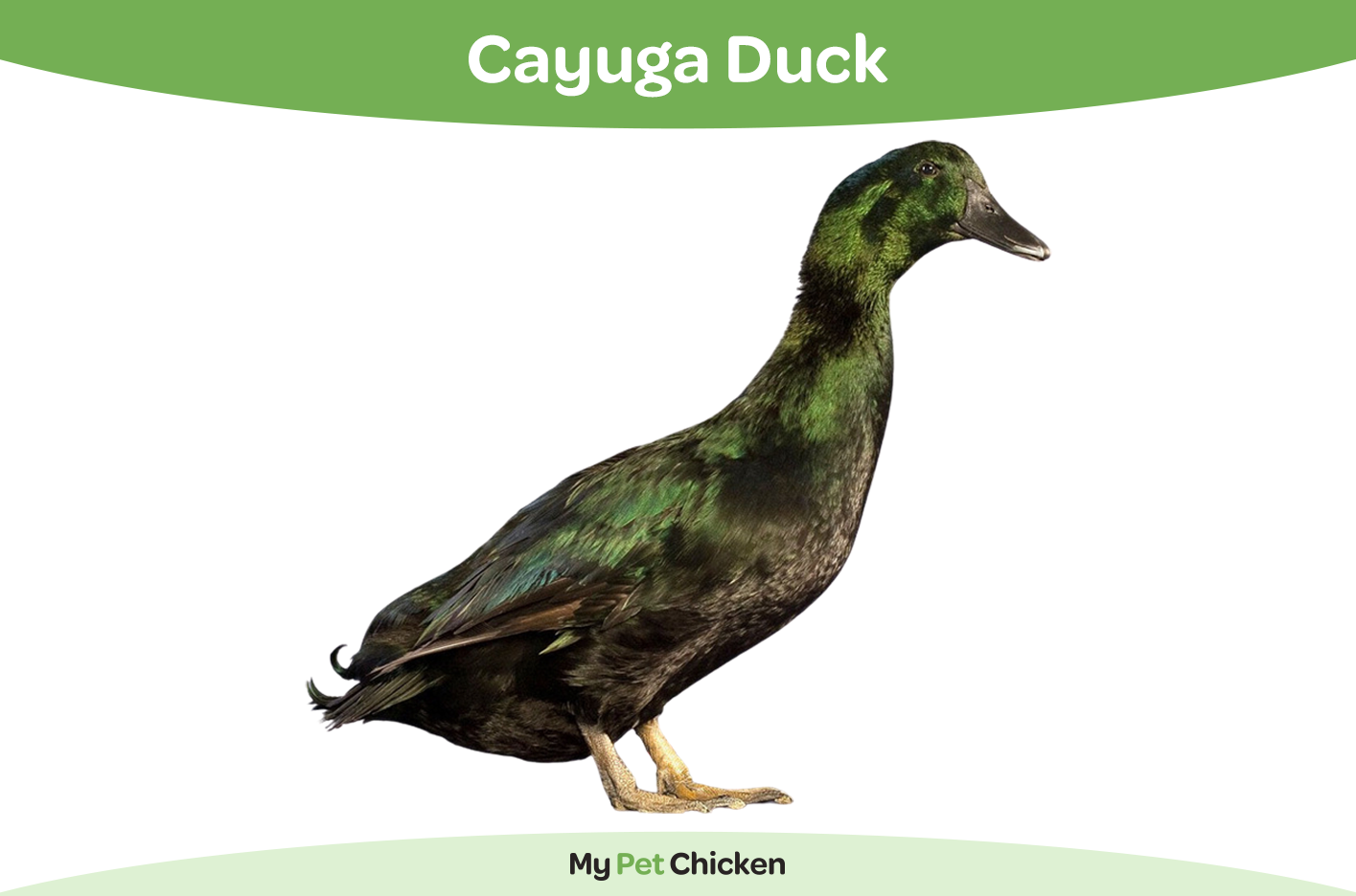 Cayuga Duck Breed: The Complete Guide - My Pet Chicken